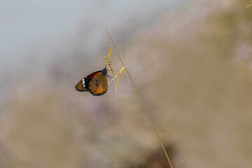 Sultan butterfly (Danaus chrysippus) flying in Izmir region, Türkiye