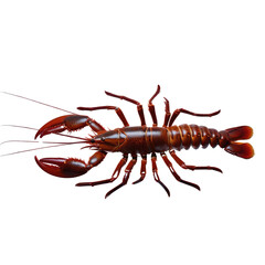 Spiny Lobster in white background