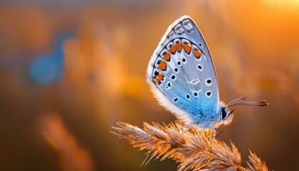 Silver-studded blue (Plebejus argus) A small blue butterfly with silver spots.