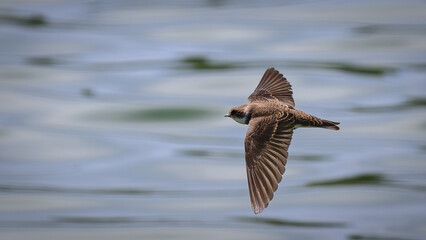 ショウドウツバメ