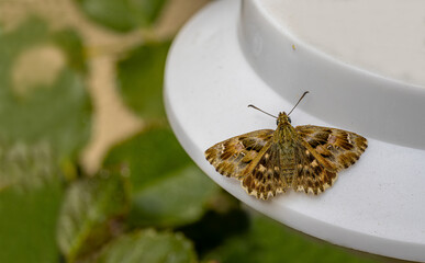 Close-up of the wings of the Marshmallow Skipper butterfly (Carcharodus alceae)