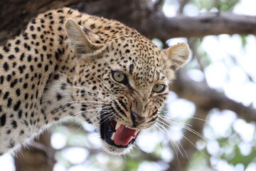 Close up of leopard showing teeth
