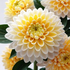 yellow chrysanthemum flowers