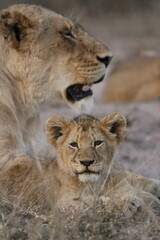 Fototapeta premium lion cub and lioness