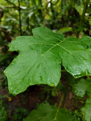 green leaf with drops of water