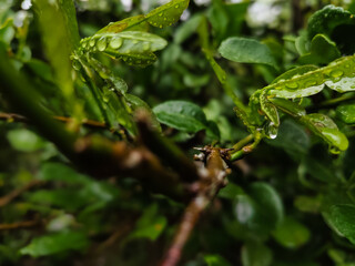 close up of kaffir lime leaves with water droplets in the rainy season