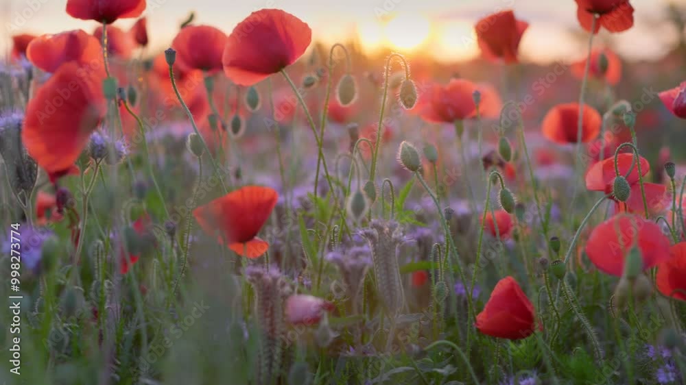Poster camera move along red poppies and other field summer flowers. red poppy field, flowers sway in the w