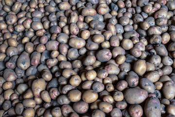 Raw organic potatoes piled in large heap, as background. Food background and potatoes harvest concept.