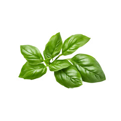 Fototapeta premium green herbal leaves isolated on white
