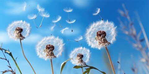 Obraz premium dandelion in the wind