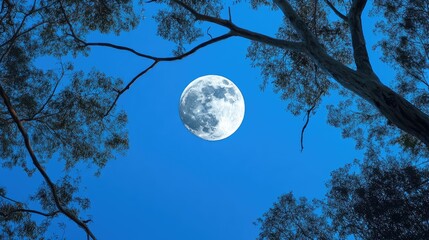 Naklejka premium Moon against a clear blue sky framed by tree branches reflecting the beauty of night sky observation