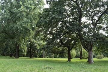 various deciduous trees i nature