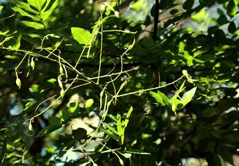 Sophora japonica tree in summer