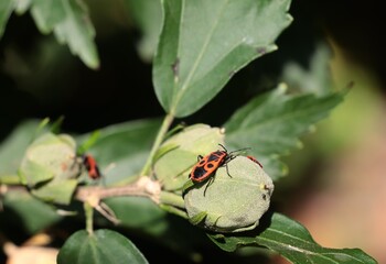 red and black insect Pyrrhocoris apterus eating green leaf close up