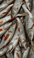 Fototapeta premium pile of freshly caught silver fish on ice at the market, texture of seafood background, freshness and the ocean's bounty creative backdrop