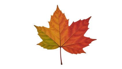 Obraz premium Maple Leaf Isolated as Transparent PNG Background