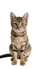 Obraz premium Cat on an isolated transparent PNG background