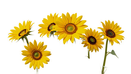 Naklejka premium A sunflower depicted with high-definition detail as an isolated transparent PNG image