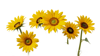 A sunflower depicted with high-definition detail as an isolated transparent PNG image