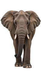 Obraz premium Elephant isolated as a transparent PNG file