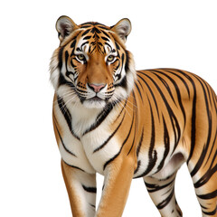 Tiger depicted in an isolate transparent PNG format