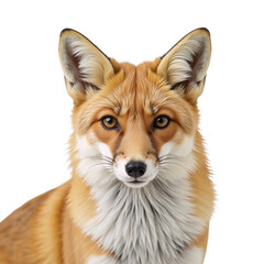 Fototapeta premium Fox depicted against an isolated transparent PNG background