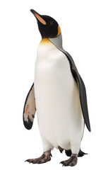 A lone penguin presented as an isolated transparent PNG image