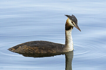 great crested grebe, Podiceps cristatus, Podicipedidae