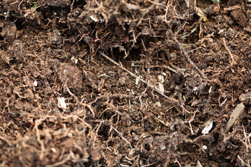Macro soil texture with small plant roots, growing plants and gardening concept