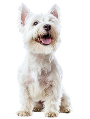 Joyful West Highland White Terrier Dog Portrait
