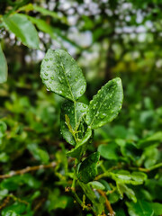 close up of kaffir lime leaves with water droplets in the rainy season