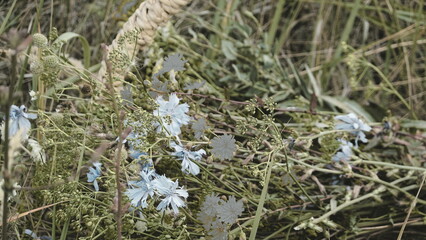 Flowers Wild Meadow Close-Up Natural Green Field Bloom Summer