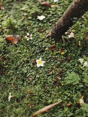 frangipani flowers fall on the grass