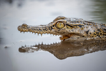 Close up of Baby Crocodile on the water