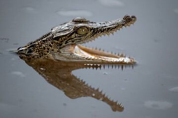 Close up of Baby Crocodile on the water