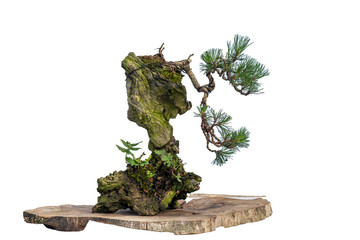 Pine Juniper bonzai.