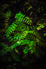 green fern leaves close-up, macro, on dark background, soft lighting, in forest