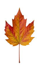Fototapeta premium Maple Leaf Isolated as Transparent PNG Background