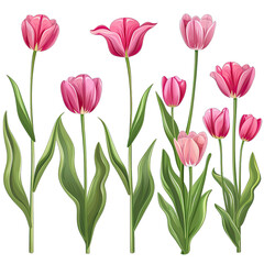 Obraz premium bouquet of tulips on transparent background png