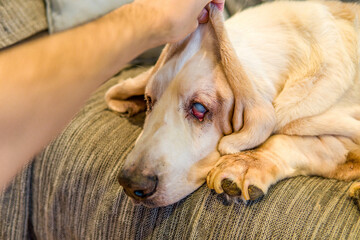 Sad Dog with a Sad Face and Cataracts in His Eyes Resting on the Sofa While His Owner Holds His...