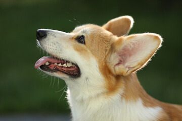 Cute welsh corgi pembroke walking in the summer park