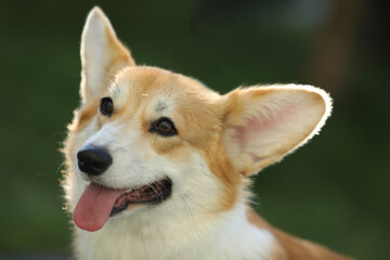 Cute welsh corgi pembroke walking in the summer park