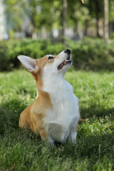 Cute welsh corgi pembroke walking in the summer park