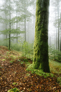 bemooster Baumstamm in nebligem Wald