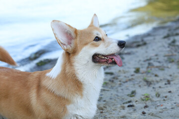 Cute pembroke welsh corgi having fun on the beach with sand