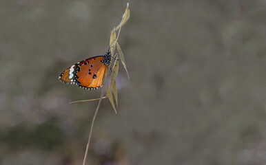 Sultan butterfly (Danaus chrysippus) flying in Izmir region, Türkiye