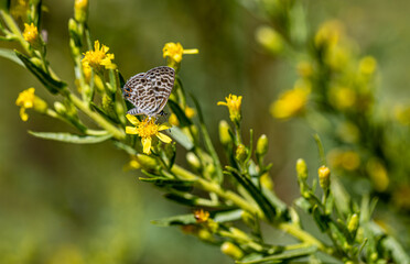 Bluezebra butterfly (Leptotes pirithous) on Dittrichia viscosa plant