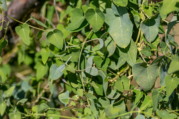 Cynanchum acutum (Bacırgan) plant where the flying Sultan (Danaus chrysippus) butterfly lays its eggs in the İzmir region of Turkey.
