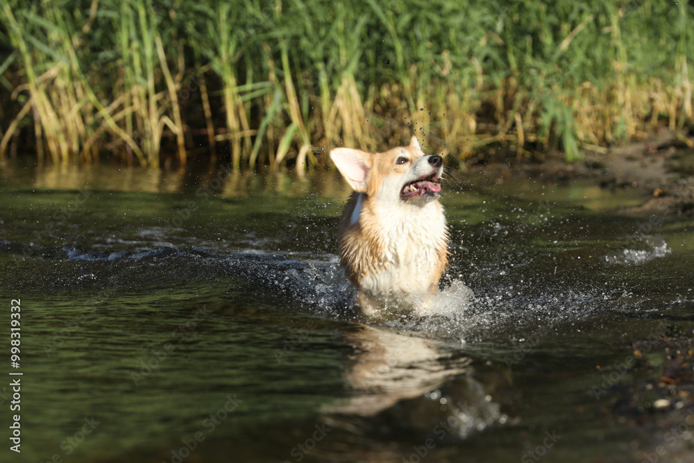 Wall mural cute pembroke welsh corgi having fun in the water on the beach