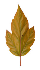 Fototapeta premium Leaf isolated as an transparent PNG file with high resolution detail